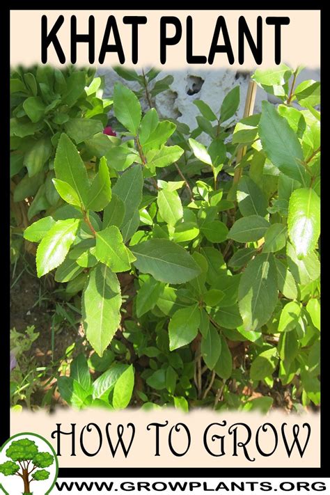 Khat plant - growing and care (edible and medical) Grow Plants 32K subscribers Subscribe 365 48K views 5 years ago Khat plant - growing and care Khat plant for sale httpsgoo. . Khat seeds amazon